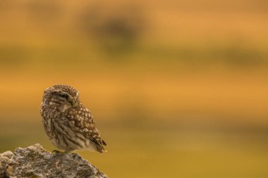 Küçük baykuş (Athene noctua) Montgai, Lleida, Katalonya, İspanya 'da. Avrupa