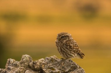 Küçük baykuş (Athene noctua) Montgai, Lleida, Katalonya, İspanya 'da. Avrupa