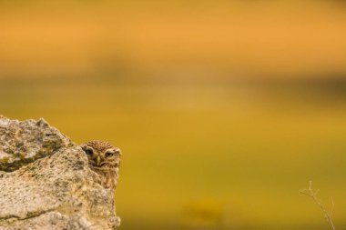 Küçük baykuş (Athene noctua) Montgai, Lleida, Katalonya, İspanya 'da. Avrupa