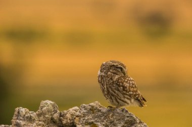 Küçük baykuş (Athene noctua) Montgai, Lleida, Katalonya, İspanya 'da. Avrupa