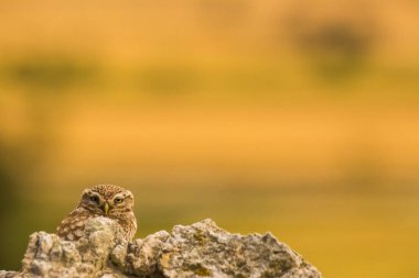 Küçük baykuş (Athene noctua) Montgai, Lleida, Katalonya, İspanya 'da. Avrupa