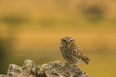 Küçük baykuş (Athene noctua) Montgai, Lleida, Katalonya, İspanya 'da. Avrupa