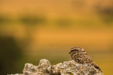 Küçük baykuş (Athene noctua) Montgai, Lleida, Katalonya, İspanya 'da. Avrupa