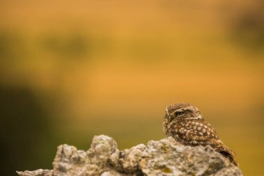 Küçük baykuş (Athene noctua) Montgai, Lleida, Katalonya, İspanya 'da. Avrupa