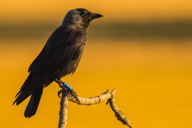 Kargalar (Corvus corax) ilkbaharda Montgai, Lleida, Katalonya, İspanya 'da. Avrupa