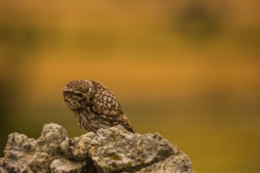 Küçük baykuş (Athene noctua) Montgai, Lleida, Katalonya, İspanya 'da. Avrupa