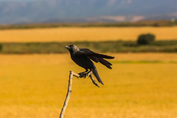 モンガイ カタルーニャ州 スペインの春にカラス Corvus Corax ヨーロッパ — ストック写真