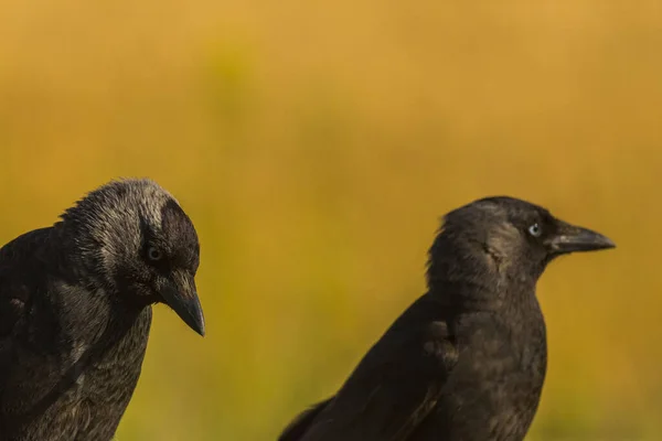 Kråkor Corvus Corax Våren Montgai Lleida Katalonien Spanien Europa — Stockfoto