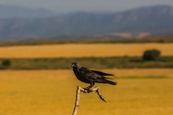 Krähen Corvus Corax Frühling Montgai Lleida Katalonien Spanien Europa — Stockfoto