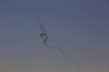 Aiguamolls De L Emporda Doğa Parkında sığırcıkların mırıldanması, İspanya.