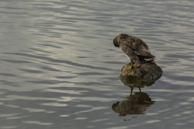 Baharda Mallard Aiguamolls De L Emporda Doğa Parkı, İspanya.