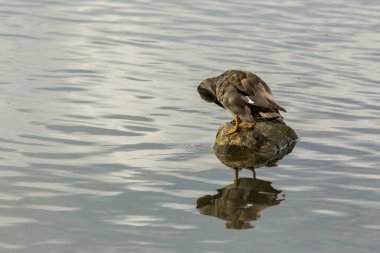 Baharda Mallard Aiguamolls De L Emporda Doğa Parkı, İspanya.