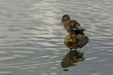 Baharda Mallard Aiguamolls De L Emporda Doğa Parkı, İspanya.