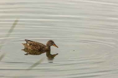Baharda Mallard Aiguamolls De L Emporda Doğa Parkı, İspanya.