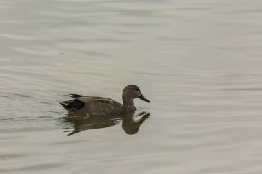 Baharda Mallard Aiguamolls De L Emporda Doğa Parkı, İspanya.