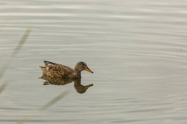 Baharda Mallard Aiguamolls De L Emporda Doğa Parkı, İspanya.