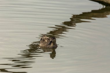 Baharda Mallard Aiguamolls De L Emporda Doğa Parkı, İspanya.