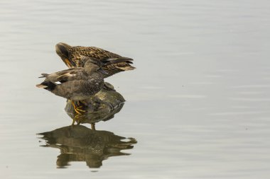 Baharda Mallard Aiguamolls De L Emporda Doğa Parkı, İspanya.