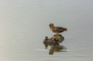 Baharda Mallard Aiguamolls De L Emporda Doğa Parkı, İspanya.