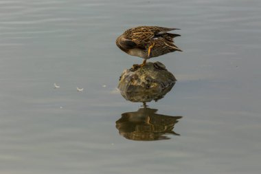 Baharda Mallard Aiguamolls De L Emporda Doğa Parkı, İspanya.
