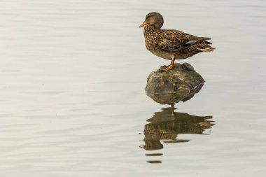 Baharda Mallard Aiguamolls De L Emporda Doğa Parkı, İspanya.