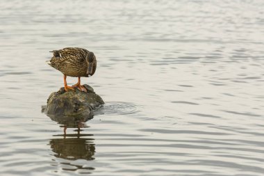 Baharda Mallard Aiguamolls De L Emporda Doğa Parkı, İspanya.
