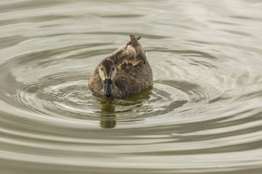 Baharda Mallard Aiguamolls De L Emporda Doğa Parkı, İspanya.