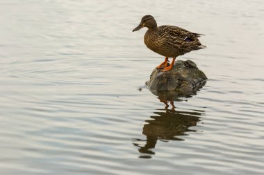 Baharda Mallard Aiguamolls De L Emporda Doğa Parkı, İspanya.