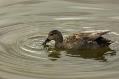 Baharda Mallard Aiguamolls De L Emporda Doğa Parkı, İspanya.