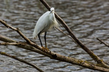 İspanya 'daki AIguamolls De L Emporda Doğa Parkı' nda küçük bir balıkçıl.