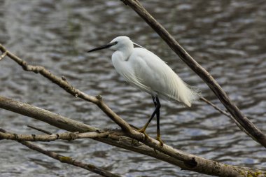 İspanya 'daki AIguamolls De L Emporda Doğa Parkı' nda küçük bir balıkçıl.