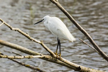 İspanya 'daki AIguamolls De L Emporda Doğa Parkı' nda küçük bir balıkçıl.