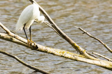İspanya 'daki AIguamolls De L Emporda Doğa Parkı' nda küçük bir balıkçıl.