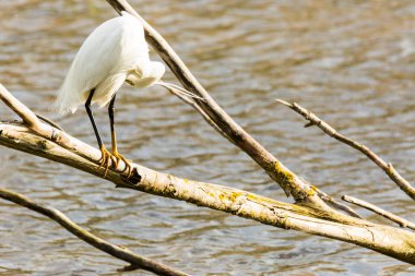 İspanya 'daki AIguamolls De L Emporda Doğa Parkı' nda küçük bir balıkçıl.