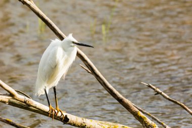 İspanya 'daki AIguamolls De L Emporda Doğa Parkı' nda küçük bir balıkçıl.