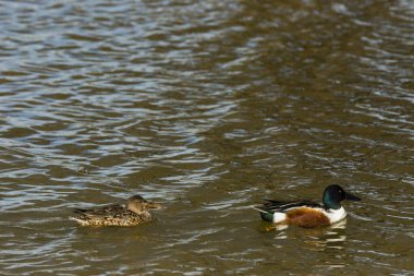 Baharda Mallard Aiguamolls De L Emporda Doğa Parkı, İspanya.