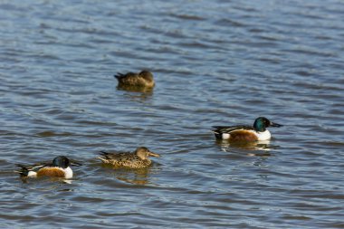Baharda Mallard Aiguamolls De L Emporda Doğa Parkı, İspanya.