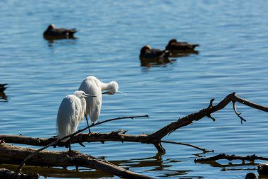 İspanya 'daki AIguamolls De L Emporda Doğa Parkı' nda küçük bir balıkçıl.