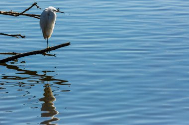 İspanya 'daki AIguamolls De L Emporda Doğa Parkı' nda küçük bir balıkçıl.