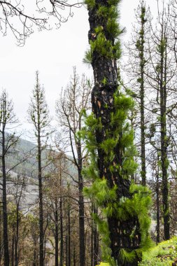 Caldera de Taburiente 'de yanmış orman, La Palma Adası, Kanarya Adaları, İspanya