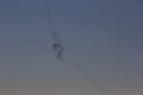 Starlings Murmuration Aiguamolls Emporda Nature Park Spagna — Foto Stock