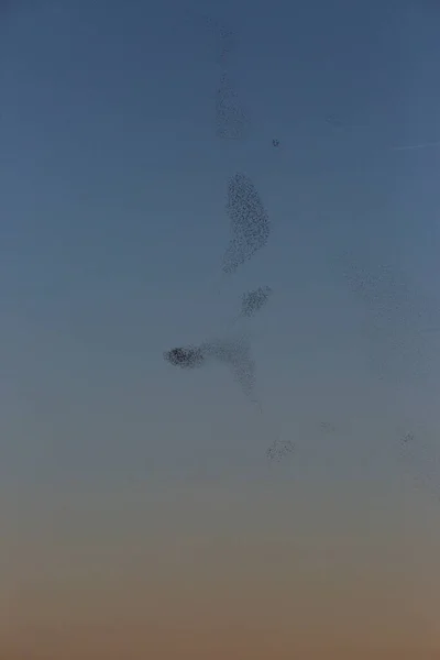 Starlings Murmuration Aiguamolls Emporda Nature Park Spain — Stock Photo, Image