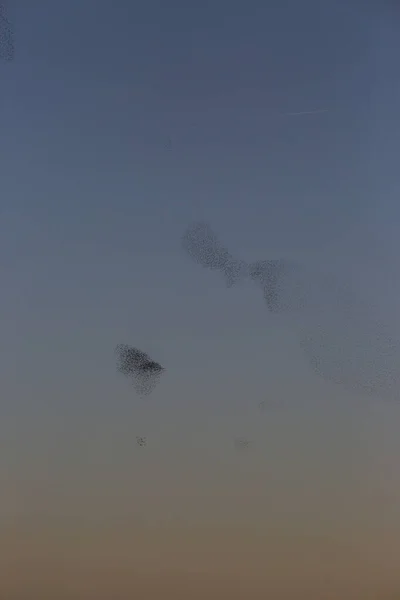 Starlings Murmuration Aiguamolls Emporda Nature Park Spain — Stock Photo, Image