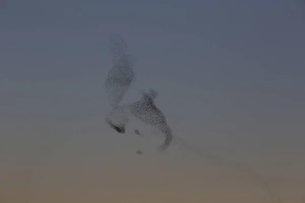 Starlings Murmuration Aiguamolls Emporda Nature Park Spain — Stock Photo, Image