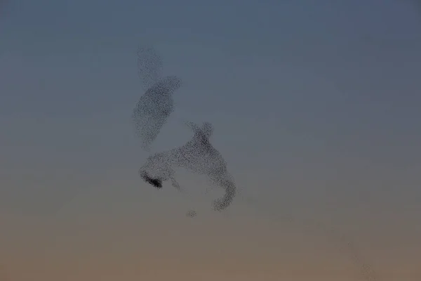 Starlings Murmuration Aiguamolls Emporda Nature Park Spagna — Foto Stock