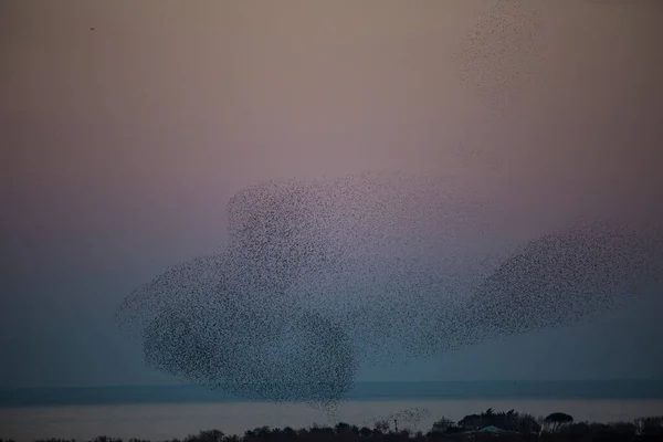 Starlings Murmuration Aiguamolls Emporda Nature Park Spagna — Foto Stock