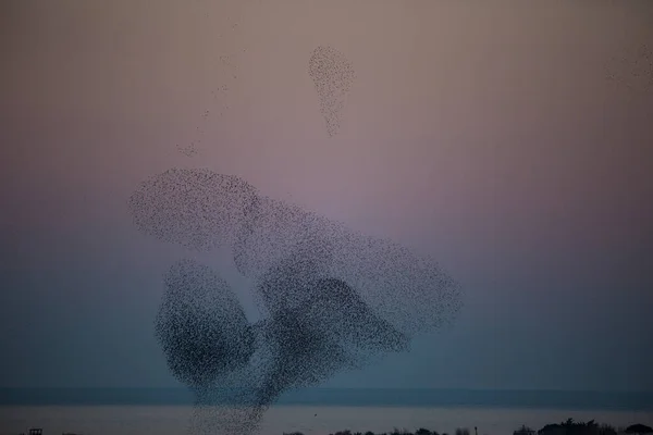 Starlings Murmuration Aiguamolls Emporda Nature Park Spagna — Foto Stock