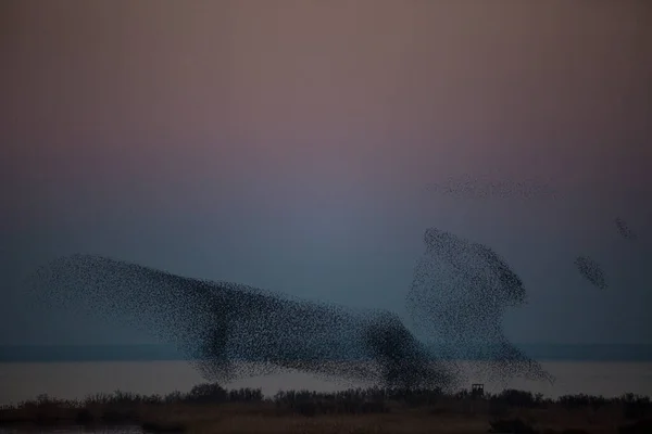 Starlings Murmuration Aiguamolls Emporda Nature Park Spagna — Foto Stock