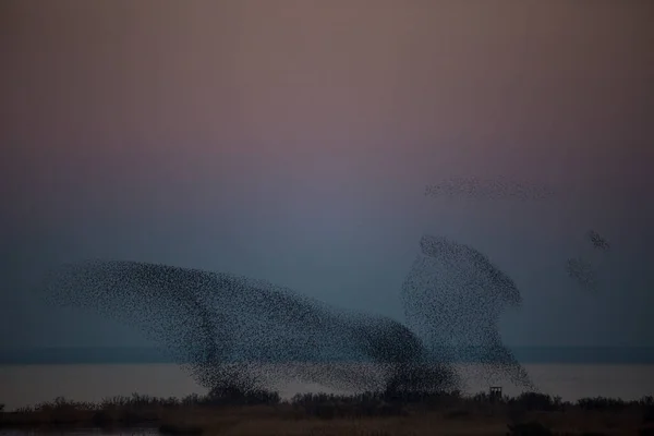 Starlings Muration Aiguamolls Emporda Nature Park Spanyolország — Stock Fotó