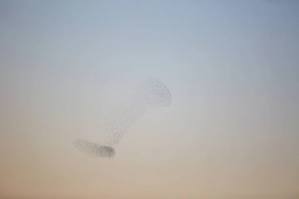 Starlings Murmuration Aiguamolls Emporda Nature Park Spagna — Foto Stock